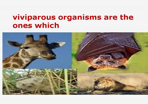 viviparous organisms are the ones which | Difference Between Oviparous & Ovoviviparous  Animals